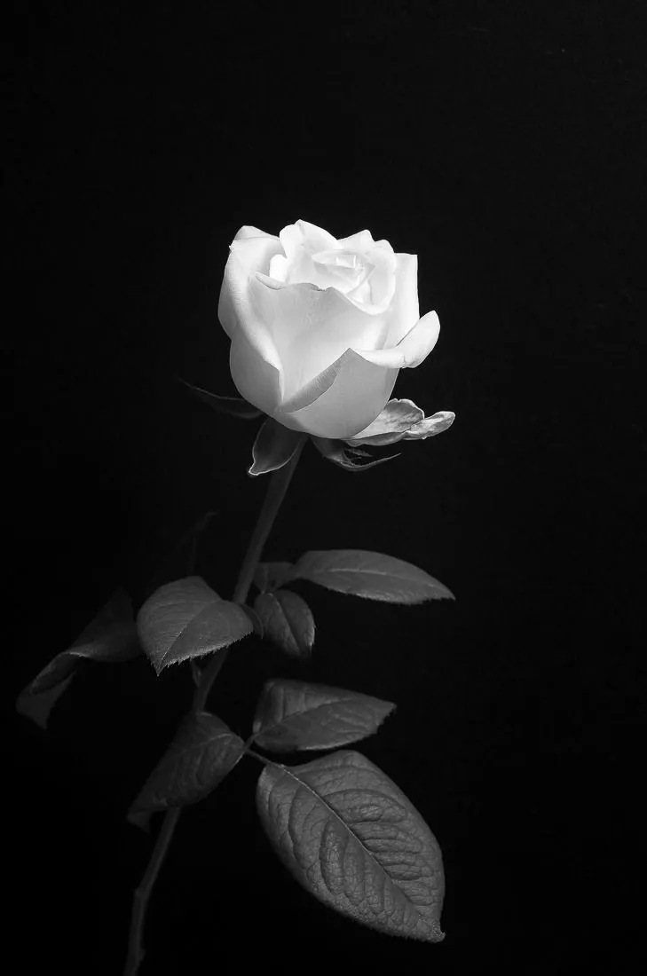 darkness-dp-for-whatsapp-9 Darkness Dp For Whatsapp