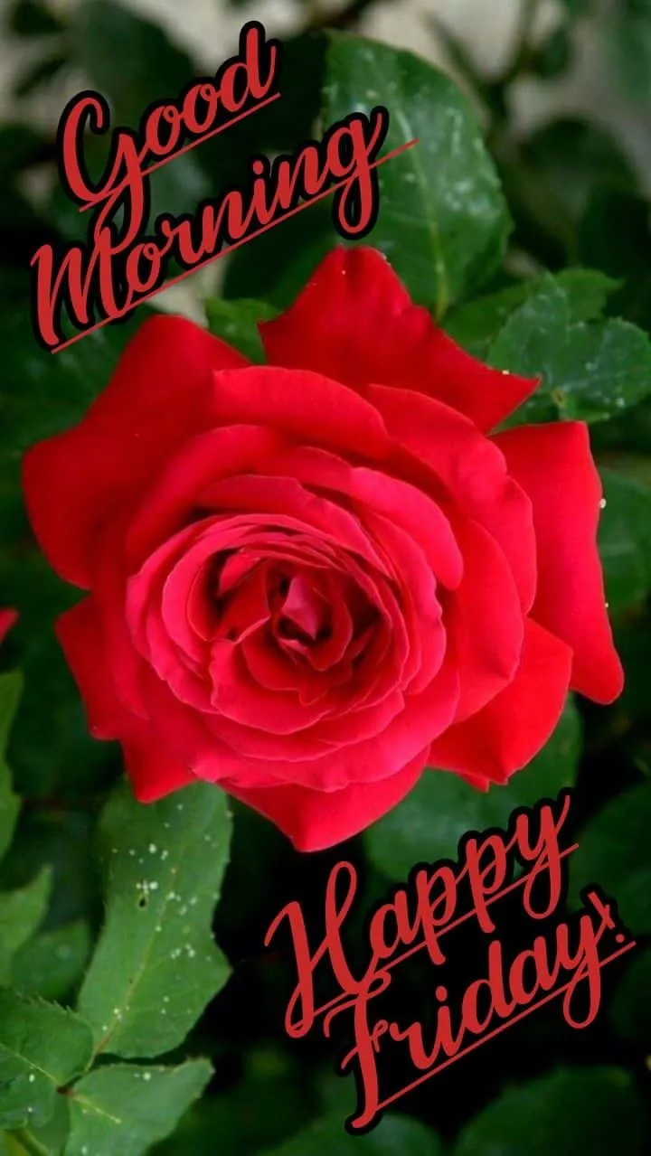 good-morning-friday-images-for-whatsapp-2 Good Morning Friday Images For Whatsapp