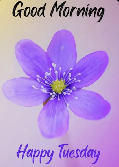 good-morning-happy-tuesday-images-5 Good Morning Happy Tuesday Images