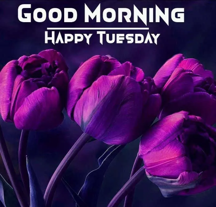 good-morning-happy-tuesday-images-6 Good Morning Happy Tuesday Images