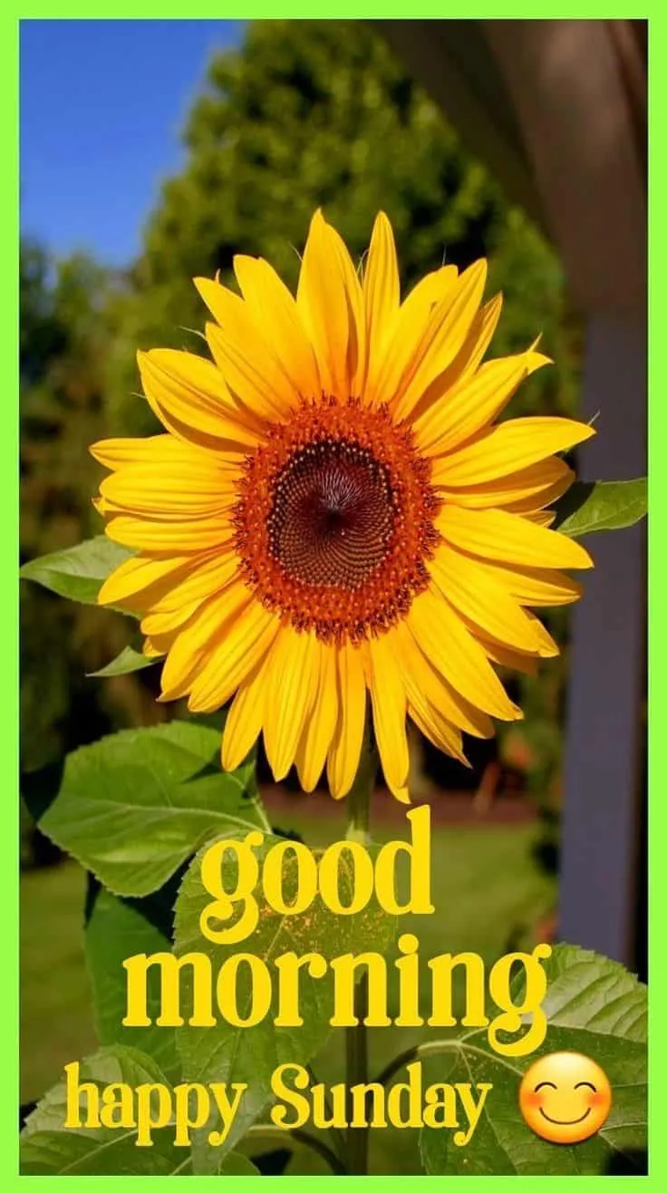 good-morning-sunday-images-1 Good Morning Sunday Images
