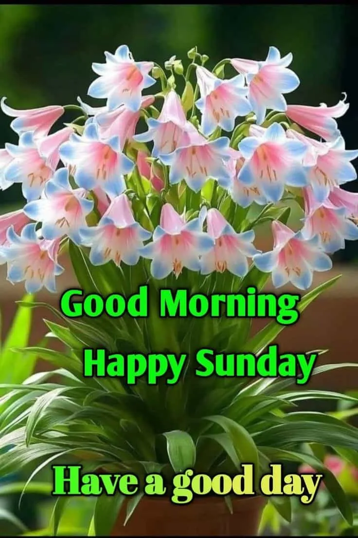 good-morning-sunday-images-6 Good Morning Sunday Images