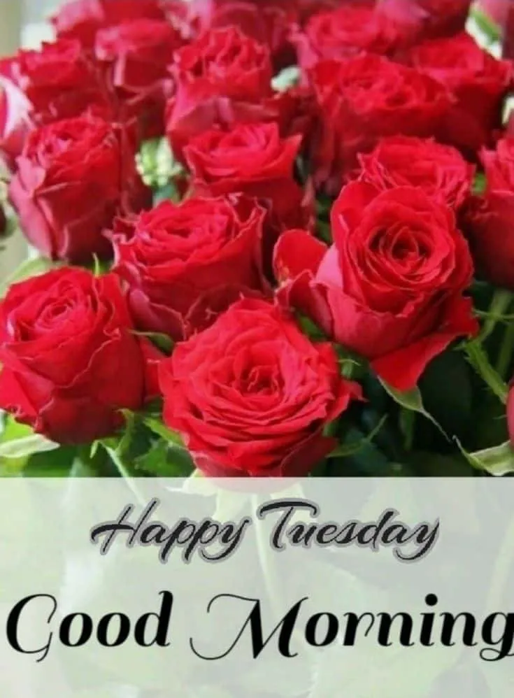 good-morning-tuesday-images-for-whatsapp-5 Good Morning Tuesday Images For Whatsapp
