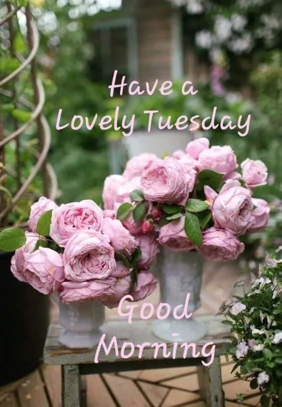 good-morning-tuesday-images-for-whatsapp-6 Good Morning Tuesday Images For Whatsapp