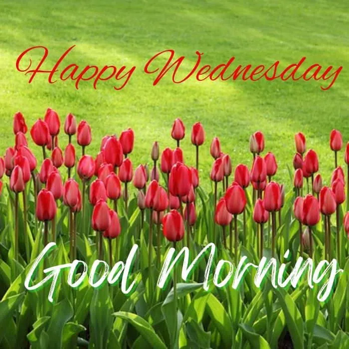 good-morning-wednesday-images-10 Good Morning Wednesday Images