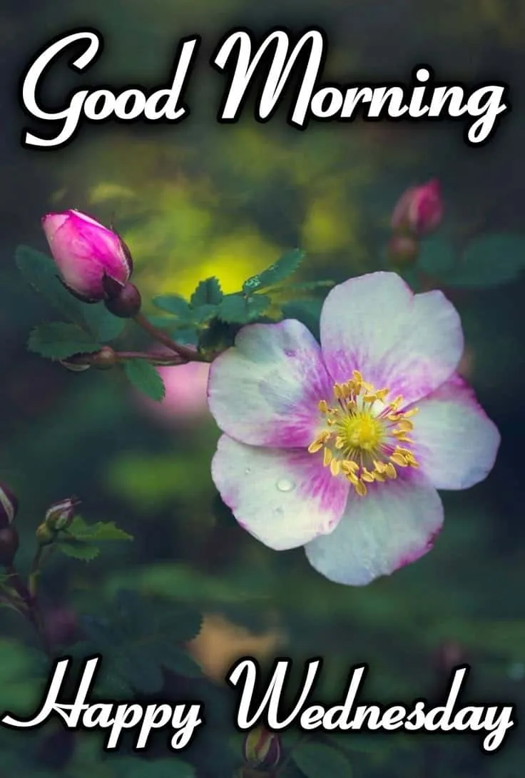 good-morning-wednesday-images-13 Good Morning Wednesday Images