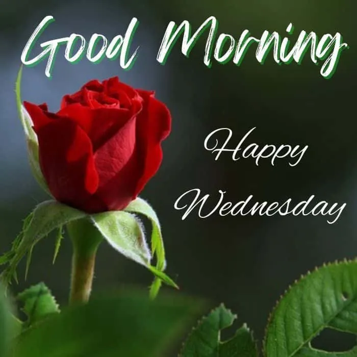 good-morning-wednesday-images-2 Good Morning Wednesday Images