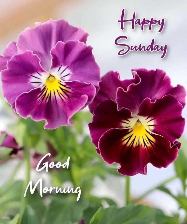 happy-sunday-good-morning-images-10 Happy Sunday Good Morning Images