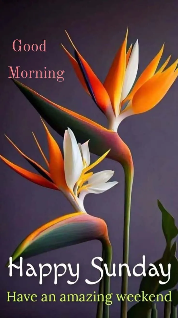 happy-sunday-good-morning-images-4 Happy Sunday Good Morning Images