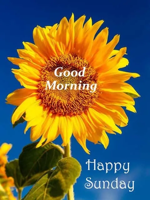 happy-sunday-good-morning-images-9 Happy Sunday Good Morning Images