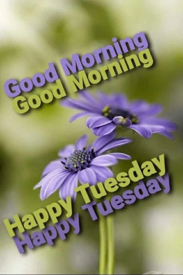 happy-tuesday-good-morning-images-8 Happy Tuesday Good Morning Images