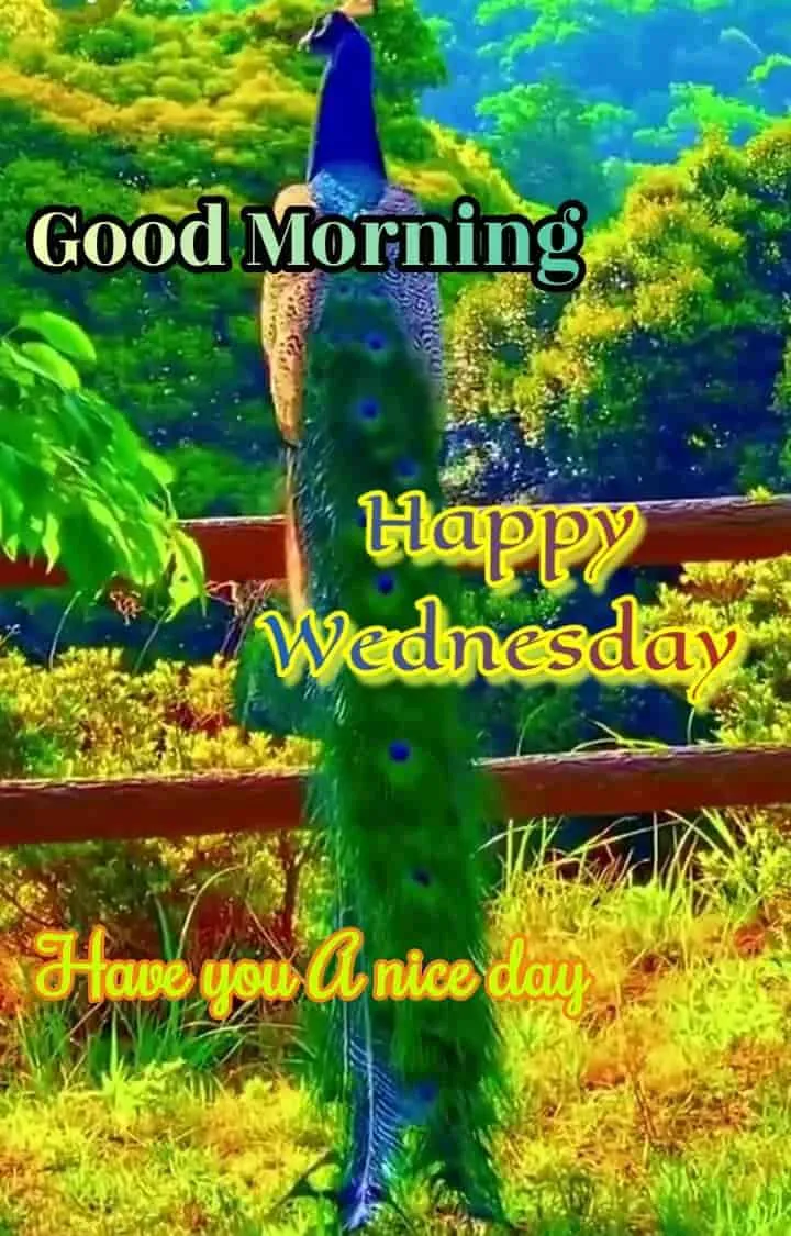 happy-wednesday-good-morning-images-2 Happy Wednesday Good Morning Images