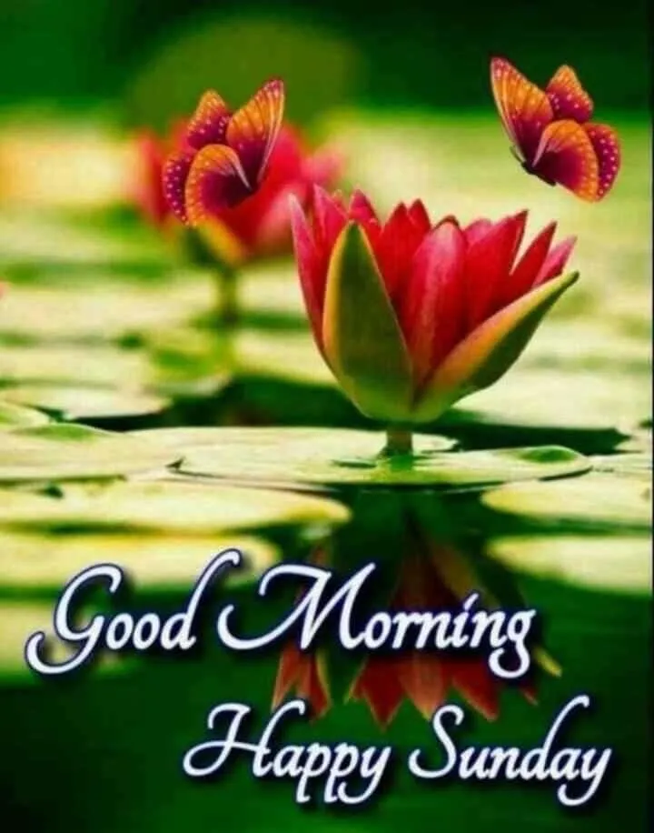 sunday-good-morning-images-for-whatsapp-9 Sunday Good Morning Images For Whatsapp