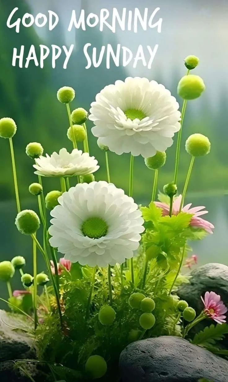 sunday-good-morning-photo-8 Sunday Good Morning Photo