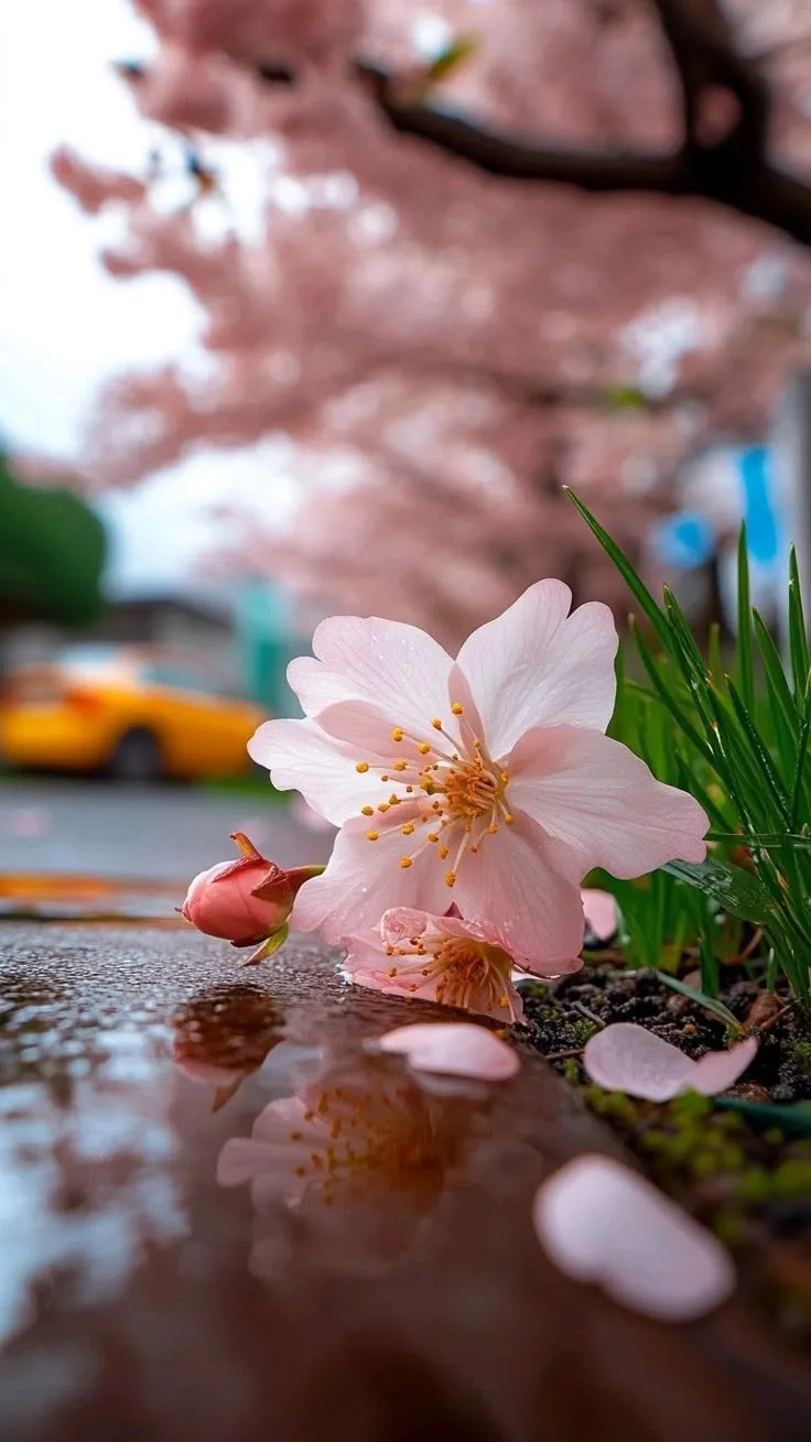 Cute Images For Dp Cute Images For Dp