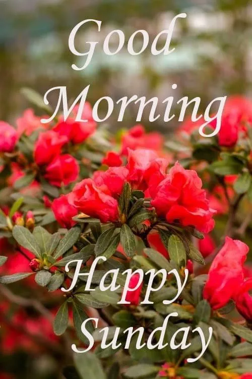 Good Morning Sunday Images