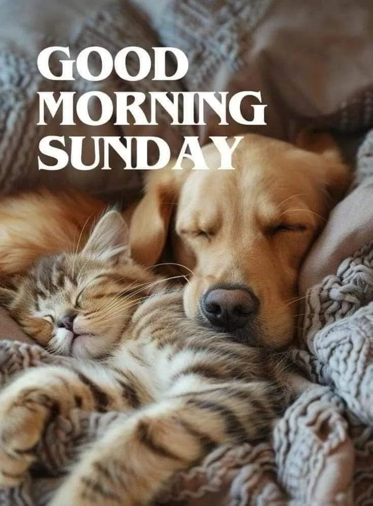 Good Morning Sunday Pictures For Whatsapp