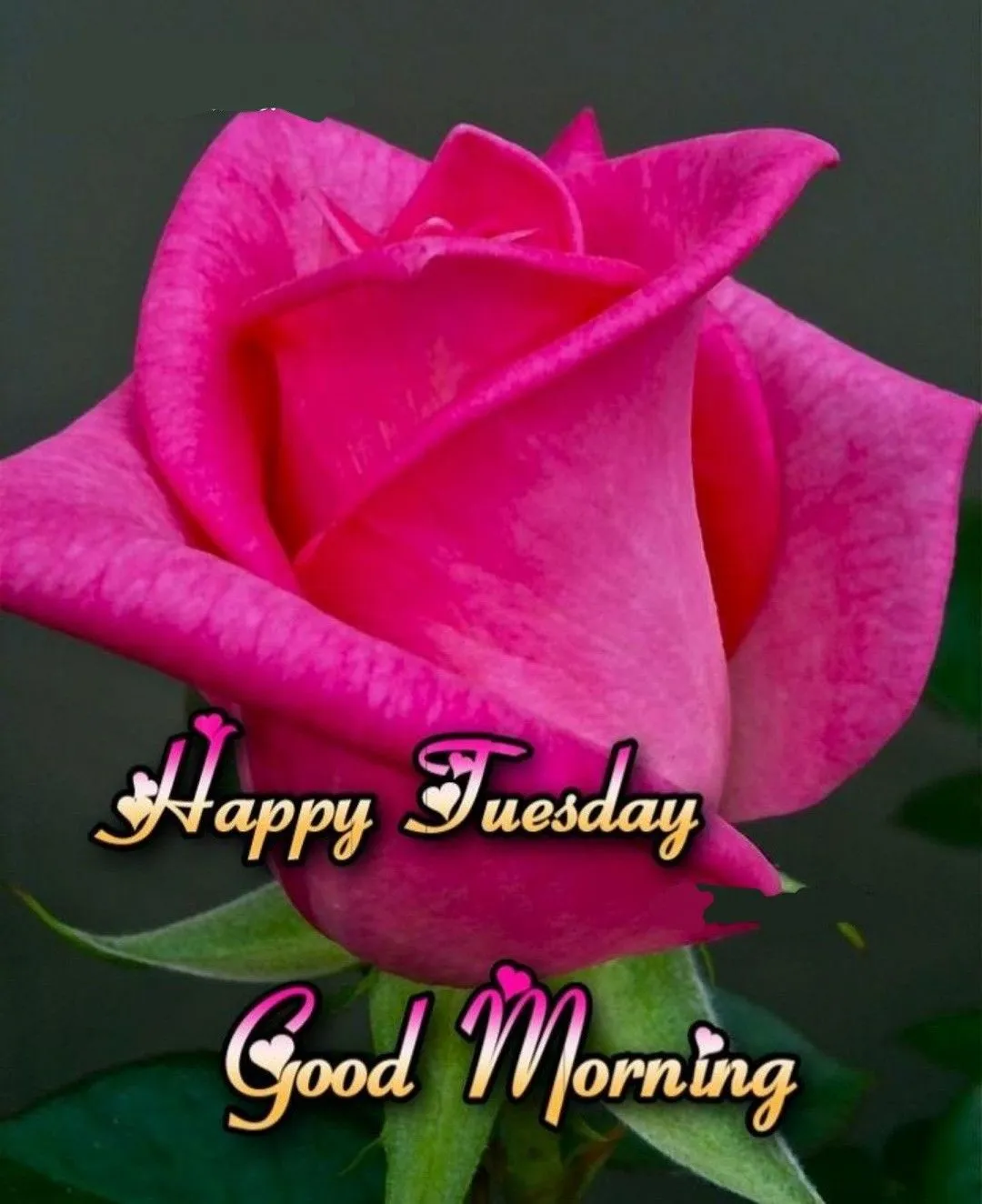 Good Morning Tuesday Pic For Whatsapp