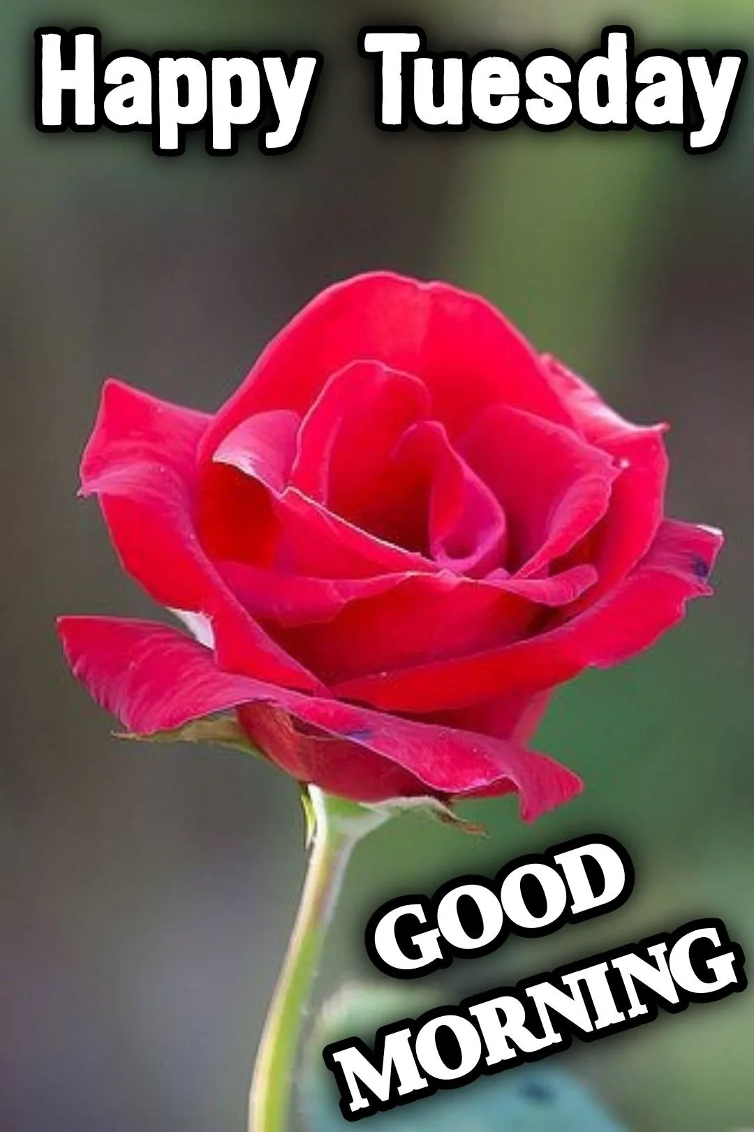 Good Morning Tuesday Picture For Whatsapp
