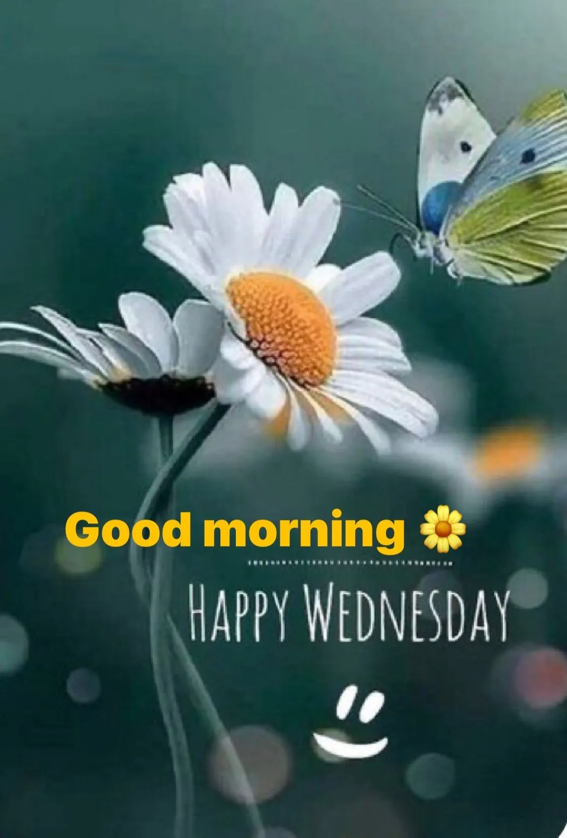 Good Morning Wednesday Images