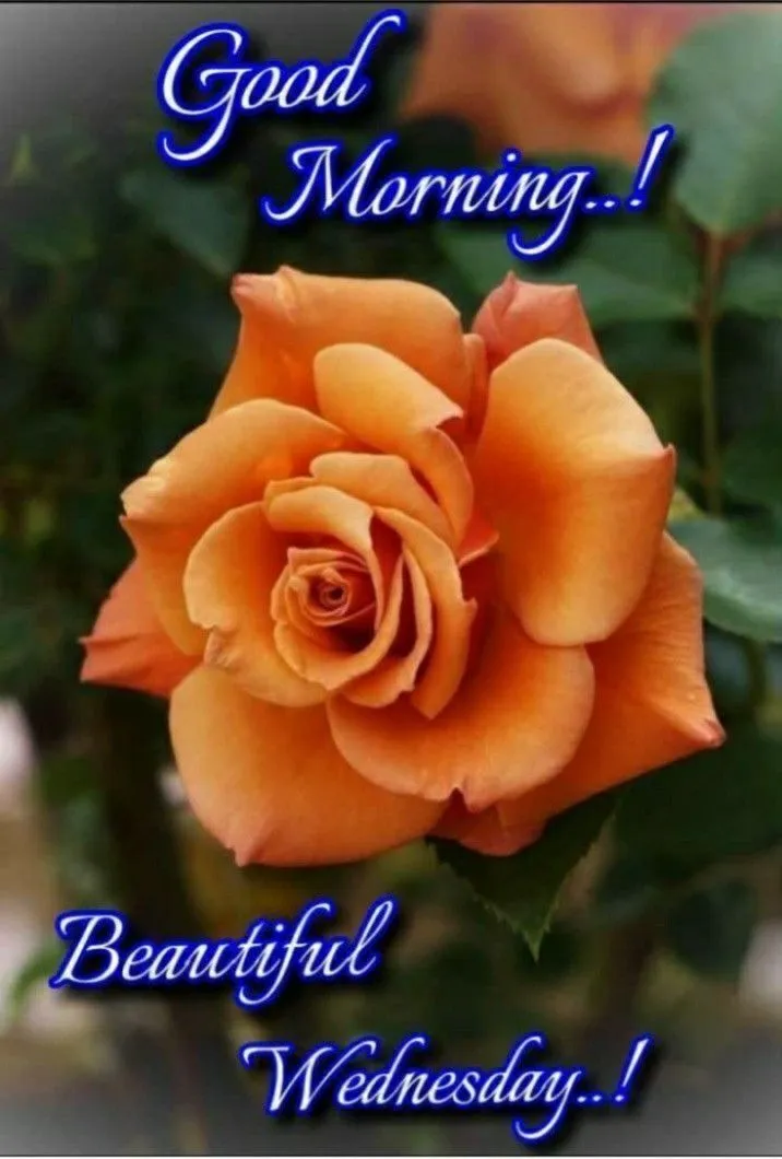 Good Morning Wednesday Images