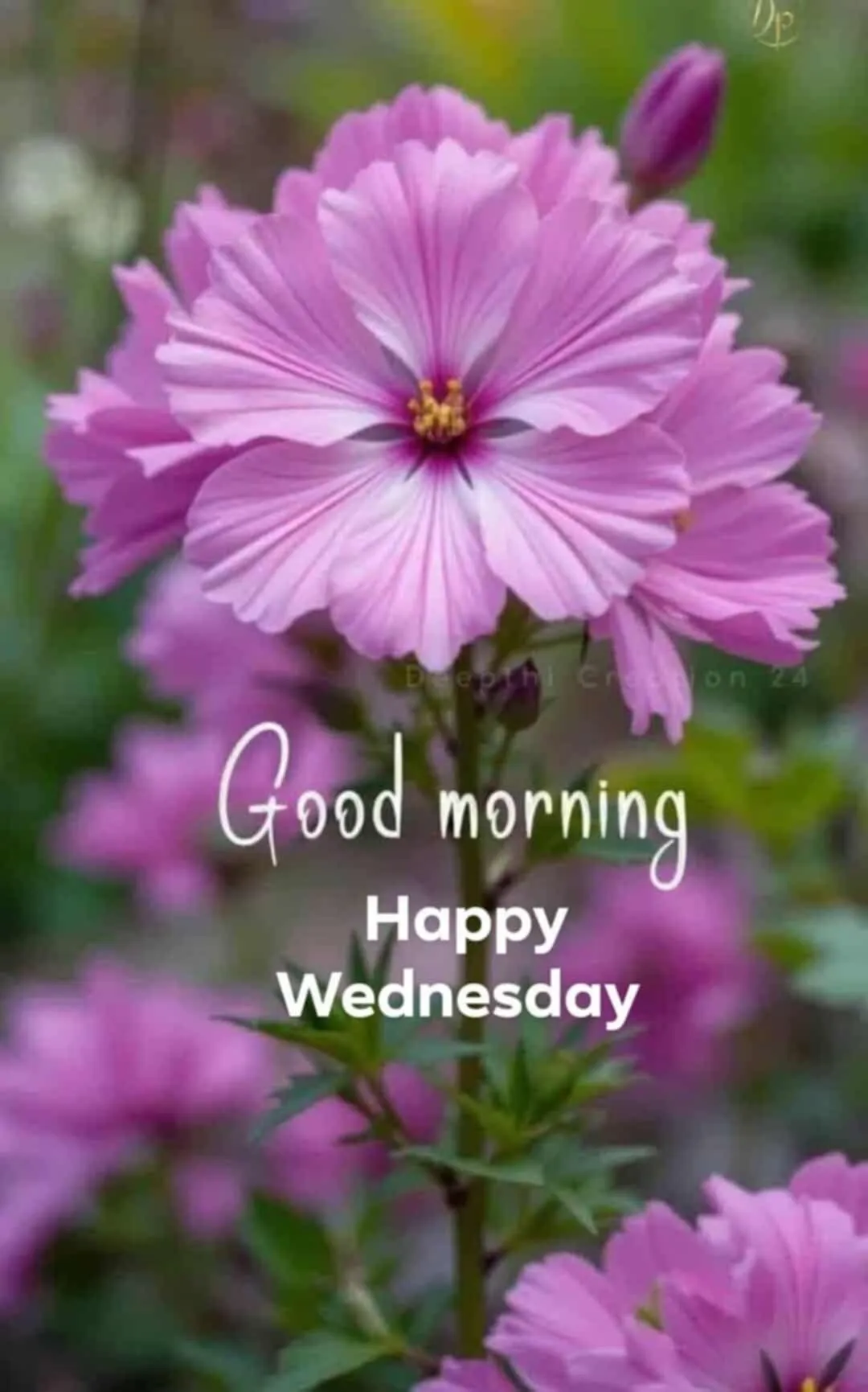Good Morning Wednesday Pic
