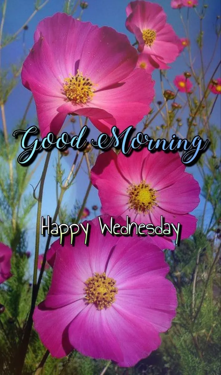 Good Morning Wednesday Pictures