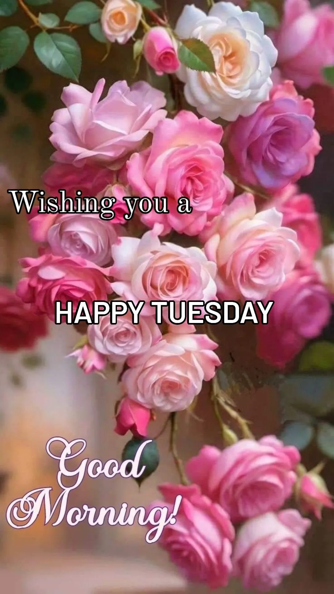 happy tuesday good morning images