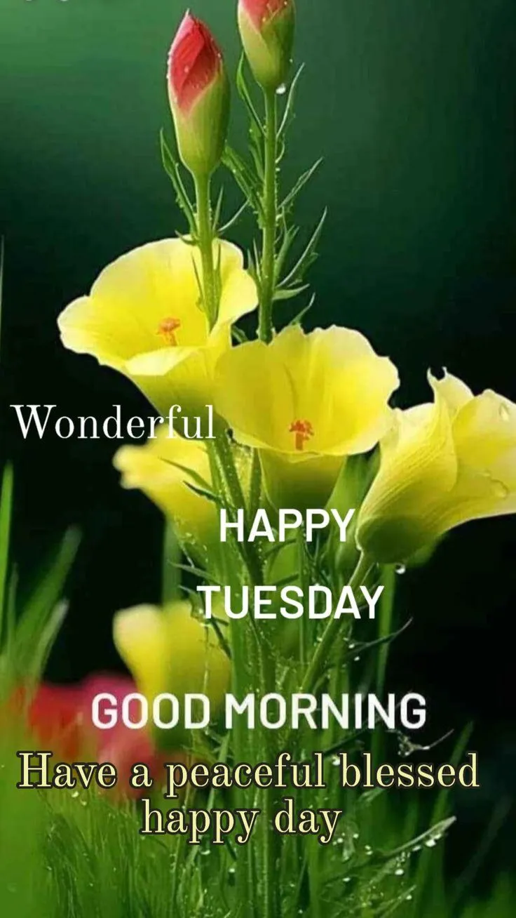 happy tuesday good morning images